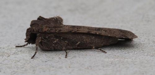 Réf. 264 432 : Peridroma saucia